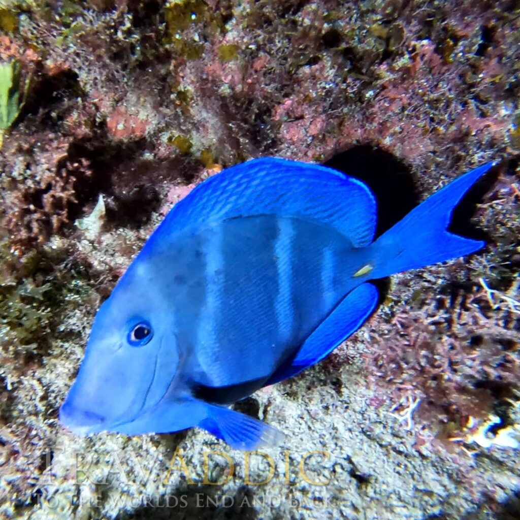 Diving Cozumel at Scuba Club Night Dive Lots of Octopus