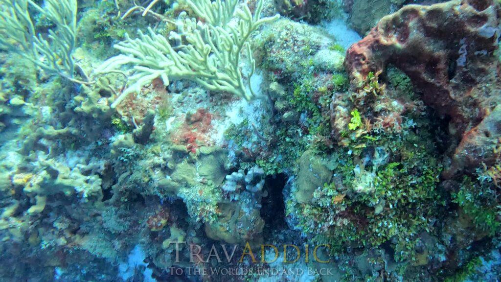 Diving Cozumel at Scuba Club Day 5