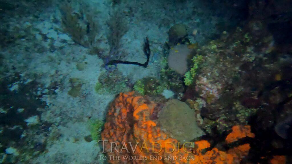Diving Cozumel at Scuba Club Night Dive Lots of Octopus