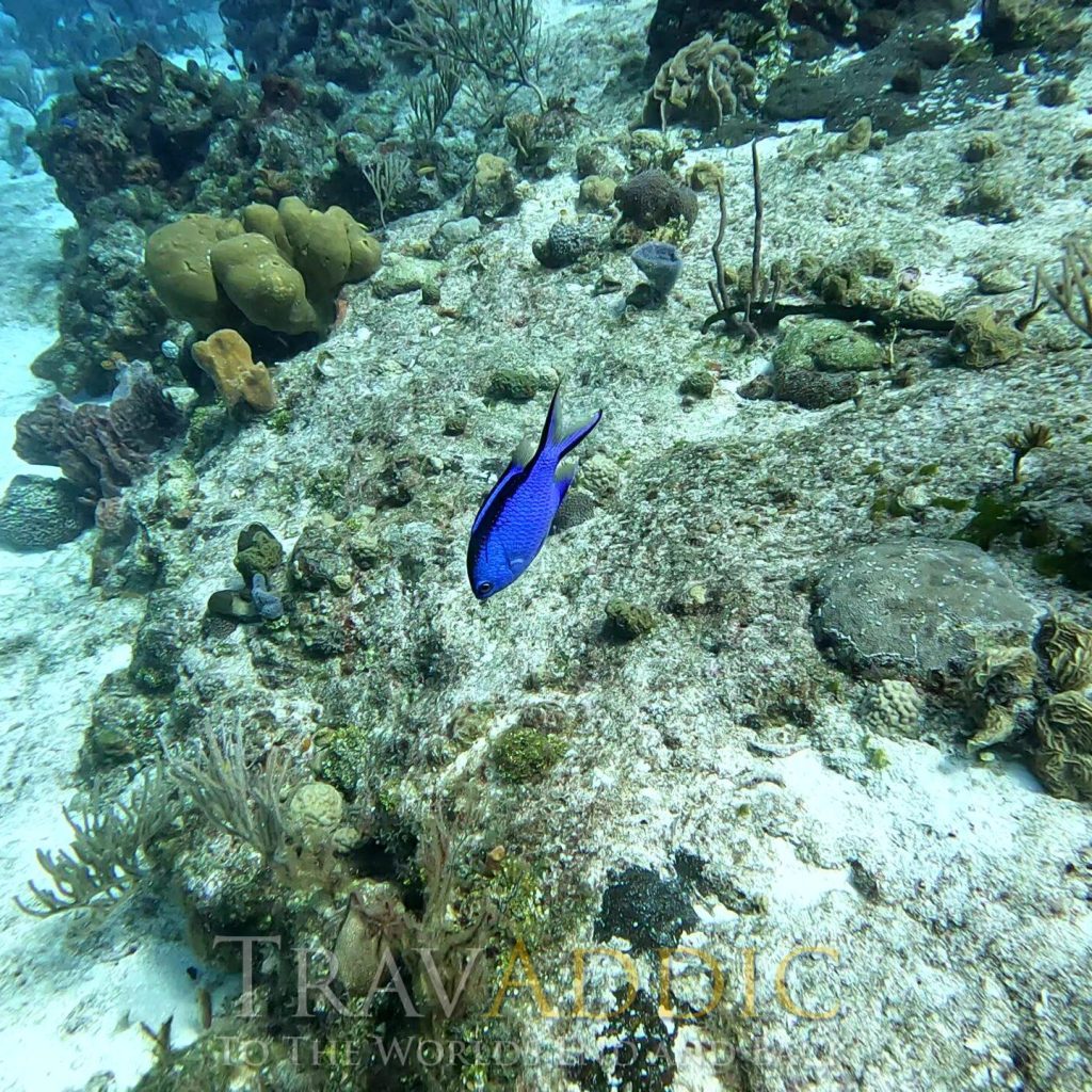 Best Maldives Resorts for Snorkeling