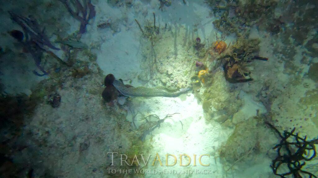 Diving Cozumel at Scuba Club Night Dive Lots of Octopus